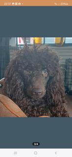 Dekreu  middelslag poedel, Dieren en Toebehoren, CDV (hondenziekte), 1 tot 2 jaar, Eén hond, Nederland