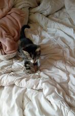 GRATIS kitten van 5 maanden, Poes, Ontwormd