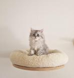Siberische x Perzische kittens, Dieren en Toebehoren, Katten en Kittens | Raskatten | Langhaar, Meerdere dieren, Ingeënt