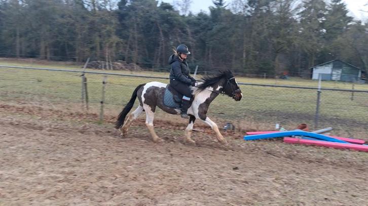 Pony merrie, Dieren en Toebehoren, Pony's, Merrie, Zadelmak, D pony (1.37m tot 1.48m), Recreatiepony, 7 tot 10 jaar, Gechipt, Ontwormd