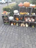 Ruime keuze aan kalebassen en pompoenen vanaf 0,25 ct., Huis en Inrichting, Ophalen, Nieuw
