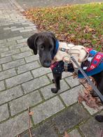 Super lieve blacky is in Nederland, Rabiës (hondsdolheid), 15 weken tot 1 jaar, Buitenland, Eén hond