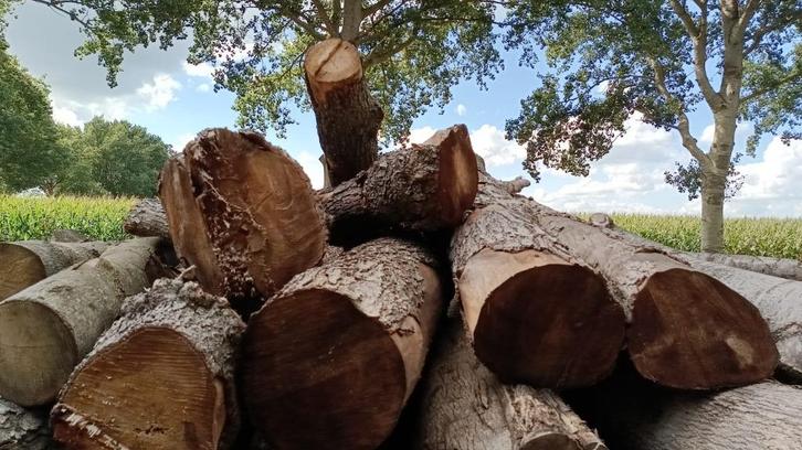 5 m3 elzenhout. Stammen 30-40-50 cm. Lengtes 3 meter., Tuin en Terras, Haardhout, Minder dan 3 m³, Ophalen of Verzenden