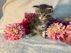 Prachtige main coon kittens met stamboom, Dieren en Toebehoren, Katten en Kittens | Raskatten | Langhaar, Meerdere dieren, Met stamboom