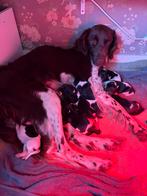 Friese stabij X heidewachtel pups, Dieren en Toebehoren, Honden | Retrievers, Spaniëls en Waterhonden, Rabiës (hondsdolheid), Overige rassen