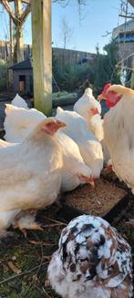 Brahma Lemon pyle hennen 10-7-2025, Dieren en Toebehoren, Vrouwelijk, Kip