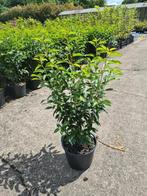 Portugese laurier haagplanten potgekweekt ca.60 cm, Ophalen of Verzenden, Laurier, Haag, Minder dan 100 cm