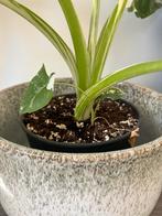 Alocasia Macrorrhiza Variegata - Zeldzame schoonheid!, Vaste plant, Bloeit niet, Halfschaduw, Ophalen