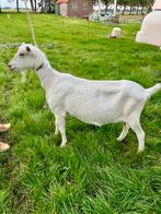 Witte stamboek geit cl vrij, Dieren en Toebehoren, Schapen, Geiten en Varkens, Vrouwelijk