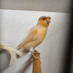 3 kanarie mannen, Dieren en Toebehoren, Vogels | Kanaries, Mannelijk, Kleurkanarie