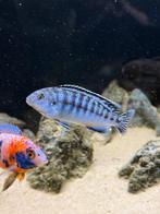 mbuna Cynotilapia zebroides cichliden jong gemiddeld +-5 CM, Vis