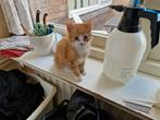Kittens, Meerdere dieren, Ontwormd
