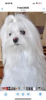 Toy maltezer pups, Maltezer, Reu, CDV (hondenziekte), 8 tot 15 weken