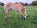 Grote Haflinger top braaf!, Merrie, Minder dan 160 cm, Gechipt, L