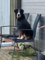 Met spoed gezocht: kennelpanelen, Dieren en Toebehoren, Ophalen