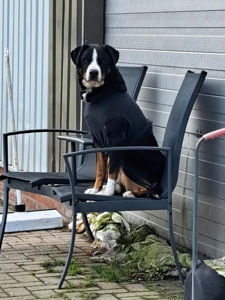 Met spoed gezocht: kennelpanelen, Dieren en Toebehoren, Hondenhokken, Ophalen