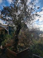 Mooie grote olijfboom in houten bak, Ophalen, Volle zon, Olijfboom, 100 tot 250 cm