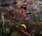 Endler guppen, Dieren en Toebehoren, Vissen | Aquariumvissen, Vis, Zoetwatervis
