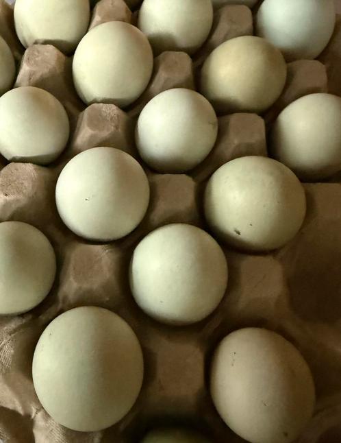 Broedeitjes Dongxiang Lukedanji Kip (blauw/ groenlegger) in, Dieren en Toebehoren, Pluimvee, Kip, Geslacht onbekend