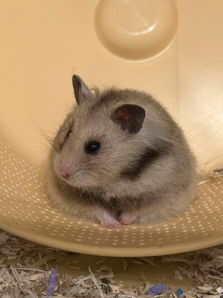 Pensioen goudhamster vrouw, Dieren en Toebehoren, Knaagdieren, Vrouwelijk, Hamster, Augustus, Tam