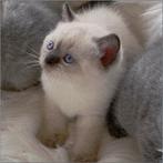 Prachtige Raszuivere Britse korthaar kittens, Meerdere dieren, Ontwormd, 0 tot 2 jaar