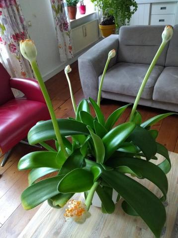 Haemanthus albiflos; poederkwast beschikbaar voor biedingen