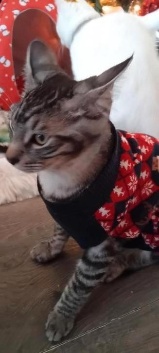 Mix maine coon kitten nog maar 1 katertje over silver tabby, Dieren en Toebehoren, Katten en Kittens | Raskatten | Korthaar, Kater