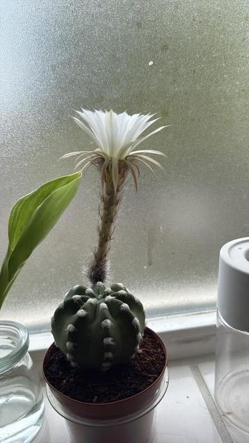 Cactus Planten beschikbaar voor biedingen