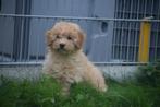 Poedel pups mooie keuze, Poedel, België, 15 weken tot 1 jaar, Meerdere