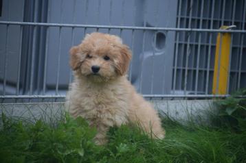 Poedel pups mooie keuze beschikbaar voor biedingen