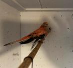 Bourke parkieten 2025, Dieren en Toebehoren, Vogels | Parkieten en Papegaaien, Meerdere dieren, Parkiet