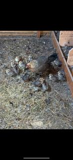 Jonge patrijs krielen tekoop, Dieren en Toebehoren, Pluimvee, Meerdere dieren, Kip