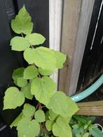 Fruit Planten, Tuin en Terras, Planten | Tuinplanten, Ophalen, Volle zon, Vaste plant, Zomer
