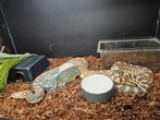Pituophis catenifer sayi Stierslang, Dieren en Toebehoren, Slang, 7 tot 10 jaar