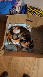 3 hele lieve kittens te koop, Dieren en Toebehoren, Katten en Kittens | Overige Katten, Meerdere dieren, Kortharig, 0 tot 2 jaar