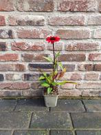 Zonnehoed (Echinacea 'Lakota Red')🌺 250 stuks, Ophalen, Overige soorten, Volle zon