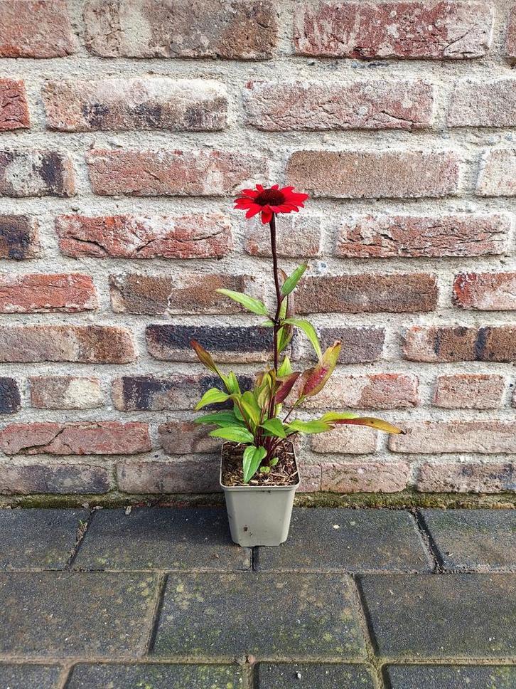 Zonnehoed (Echinacea 'Lakota Red')🌺 250 stuks, Tuin en Terras, Planten | Tuinplanten, Overige soorten, Volle zon, Ophalen