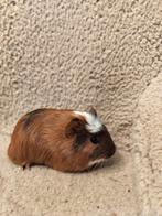 Jonge cavias vrouw, Dieren en Toebehoren, Knaagdieren, Vrouwelijk, Cavia, Na 1 juli 2024, Tam