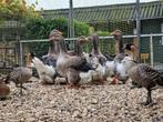 Koppels Toulouse ganzen | 2025 | Raszuiver, Dieren en Toebehoren, Pluimvee, Meerdere dieren, Gans of Zwaan