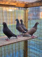 Postduiven duiven, Meerdere dieren, Postduif