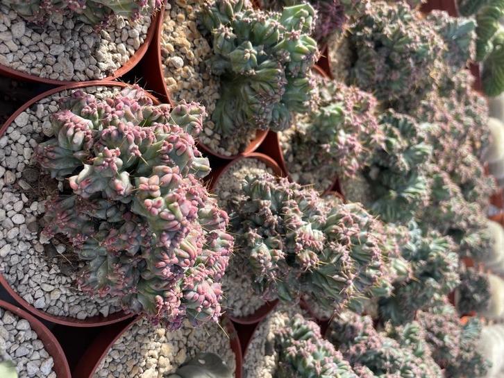 Cactus Myrtillocactus Geometrizans Monstruosa 10,5 en 12 cm, Huis en Inrichting, Kamerplanten, Cactus, Minder dan 100 cm, Bloeiende kamerplant