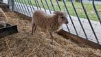 Lieve Ouessant ram, Dieren en Toebehoren, Overige Dieren, Mannelijk, Na 1 juli 2024