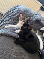 Broertje en zusje, Dieren en Toebehoren, Katten en Kittens | Overige Katten, Meerdere dieren