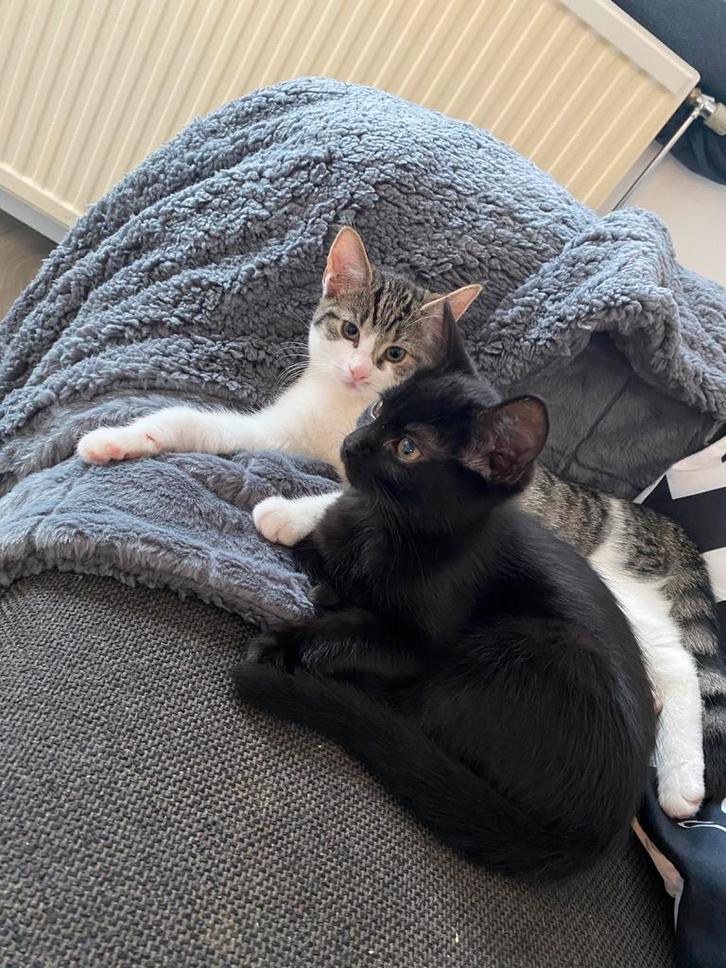 Broertje en zusje, Dieren en Toebehoren, Katten en Kittens | Overige Katten, Meerdere dieren