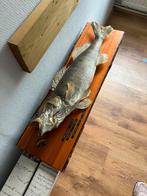 Opgezette snoekbaars 75cm, Verzamelen, Dierenverzamelingen, Ophalen, Gebruikt, Overige soorten, Opgezet dier