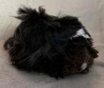 2 peruvian zeugjes, Dieren en Toebehoren, Knaagdieren, Cavia, Juni, Vrouwelijk, Tam