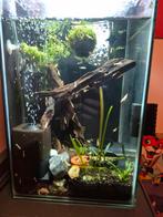 Caridina mix, Kreeft, Krab of Garnaal, Zoetwatervis