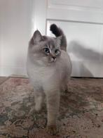 White mixbreed british shorthair & british longhair fem cat, Dieren en Toebehoren, Katten en Kittens | Raskatten | Korthaar, Poes