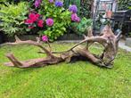 Kienhout, Ophalen, Gebruikt, Plant(en), Steen of Hout