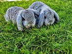 Te koop 2 mooie Nederlandse dwerg hangoor konijntjes, Dieren en Toebehoren, Konijnen, Mannelijk, Dwerg, Hangoor